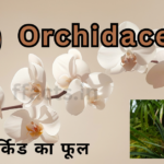 Orchidaceae आर्किड का फूल और पौधे की जानकारी