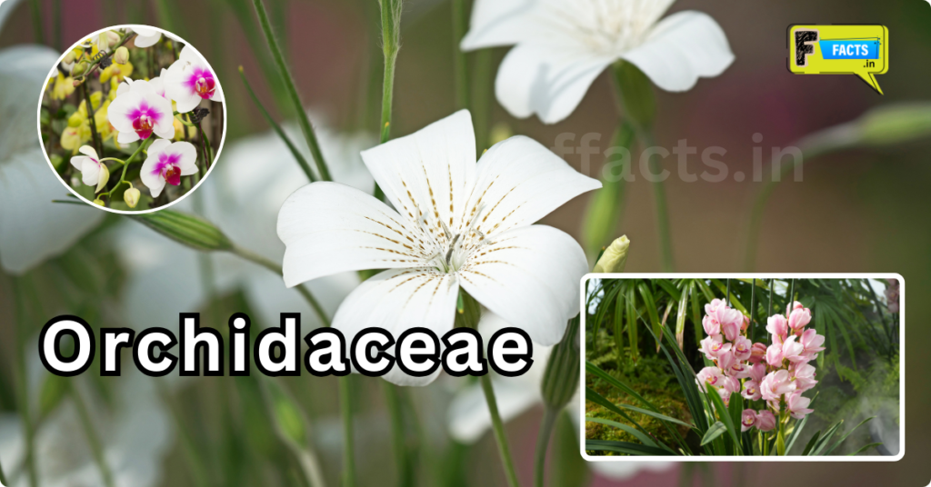 Orchidaceae आर्किड का फूल और पौधे की जानकारी
